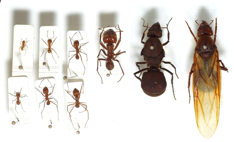 Illustration for article titled 10 Frightening Facts You Probably Didn't Know About Ants